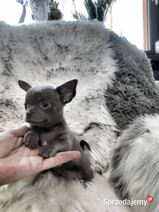 Chłopcy chihuahua gotowi do odbioru piękne
