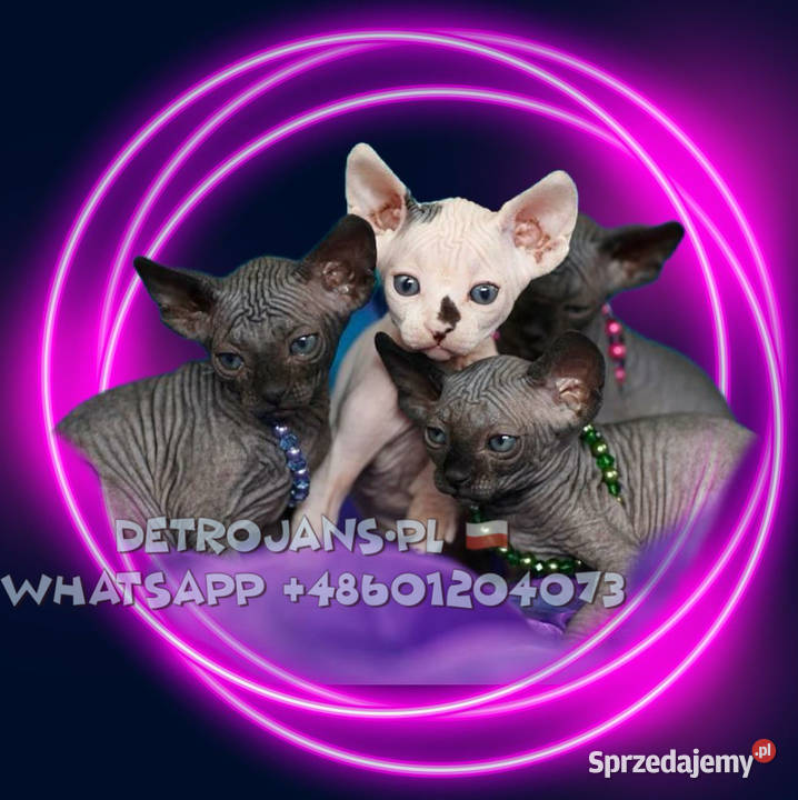 Przepiękne koty Płatna Adopcja Wwa Sosnowiec mazowieckie Warszawa