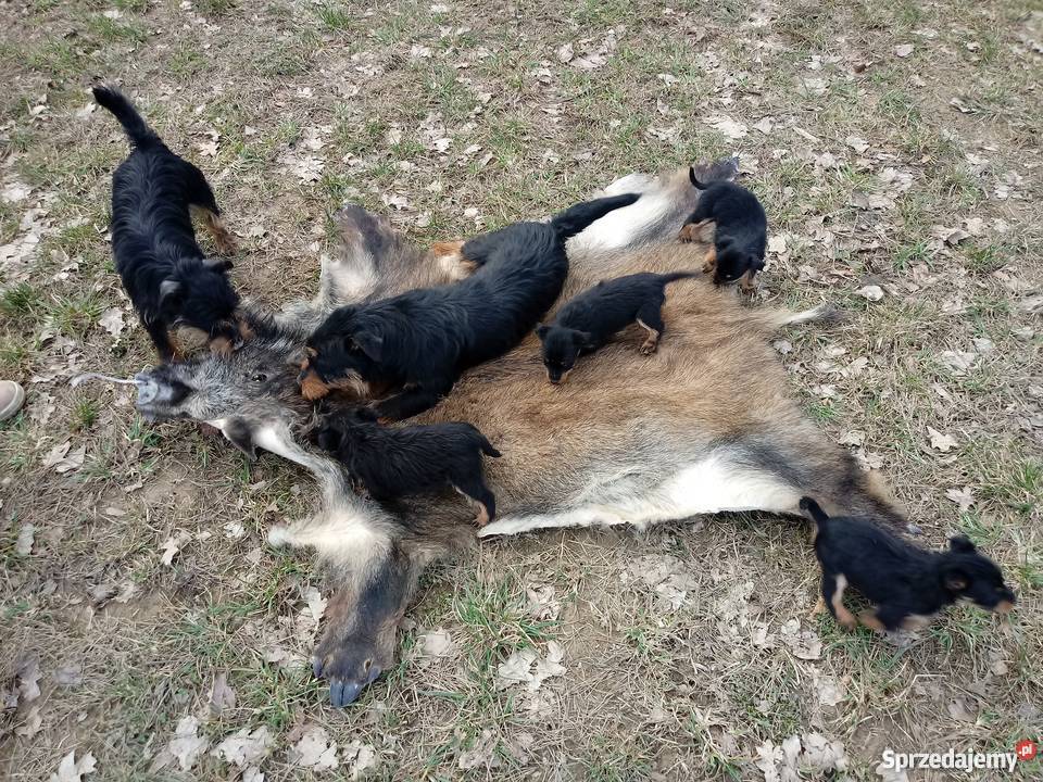 terier niemiecki myśliwski Ciężkowice