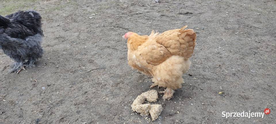 Jajka lęgowe kochin olbrzymi lubelskie Tokarówka