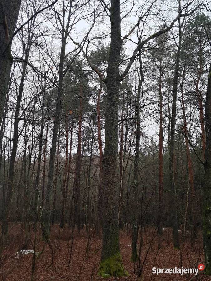 Sprzedam dęby tartaczne Brudzewice-Kolonia sprzedam