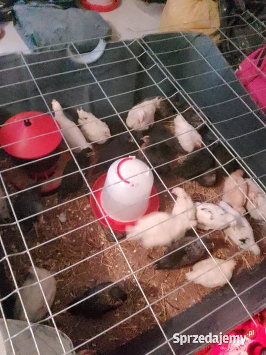 Kurkikoguciki przepiórki Skrzeszewo