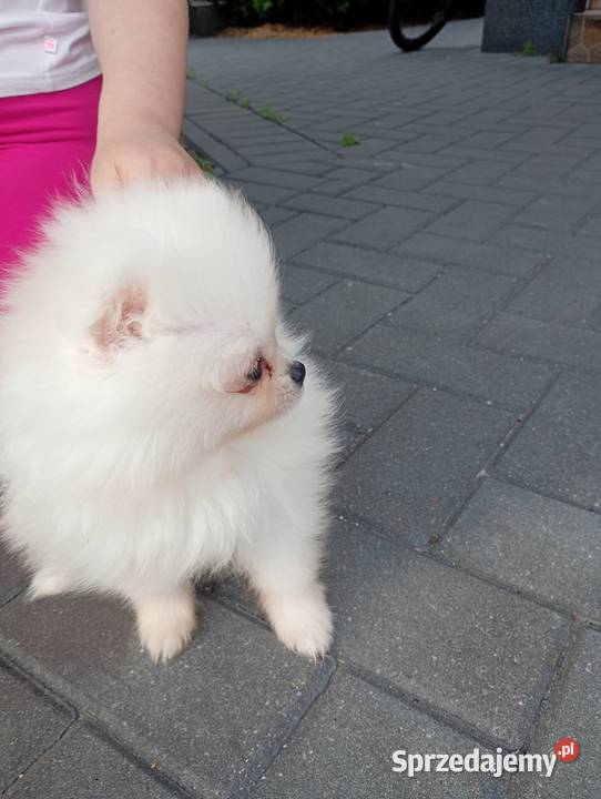 Szpic miniaturowy Pomeranian Łowicz