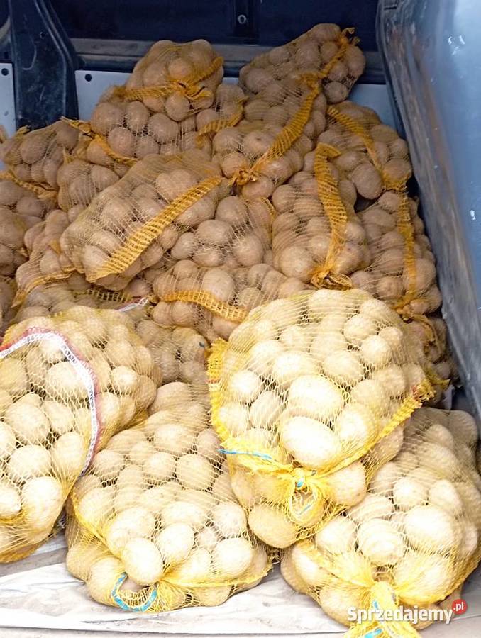 ZIEMNIAKI odm Gala Prosto Rolnika Jadalne Golasowice