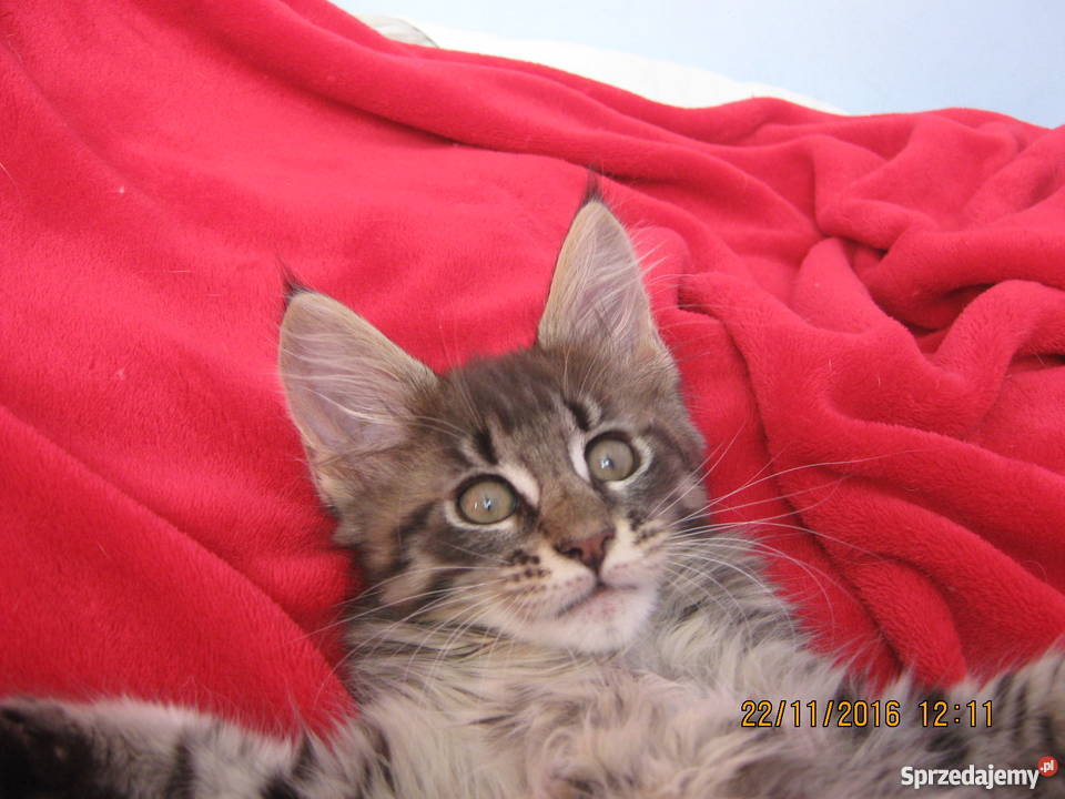 Prześliczny Duży kocurek Maine Coon FPL Kielce