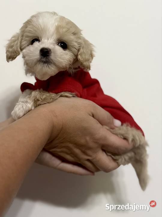 Maltipoo malutki chłopiec gotowy do odbioru Wadowice