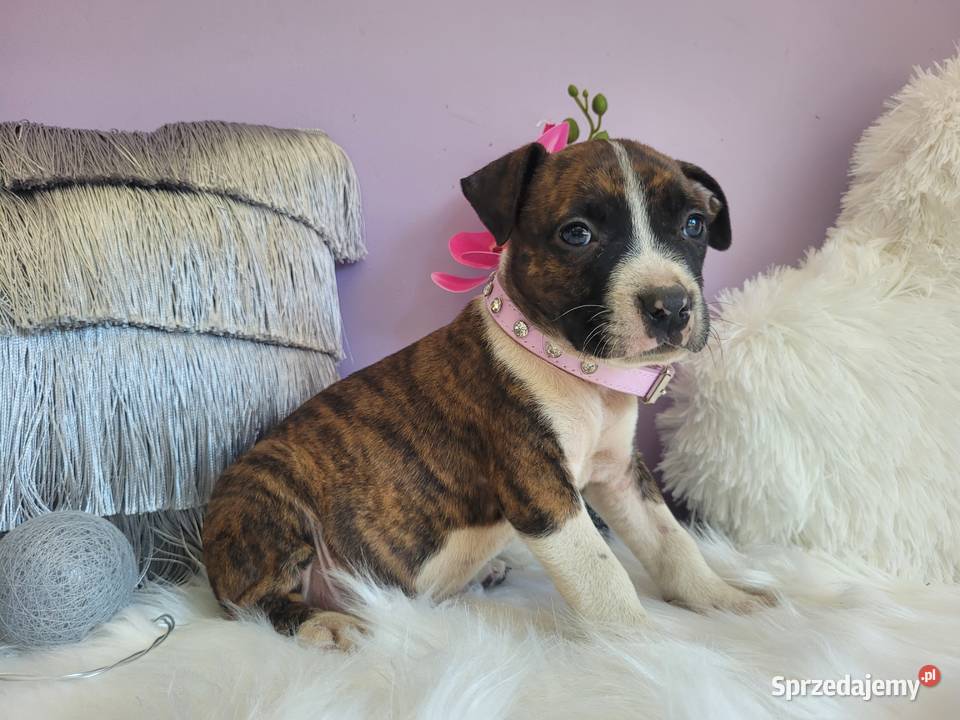 Cudowne i rodzinne szczeniaki Amstaff blue Kraków sprzedam