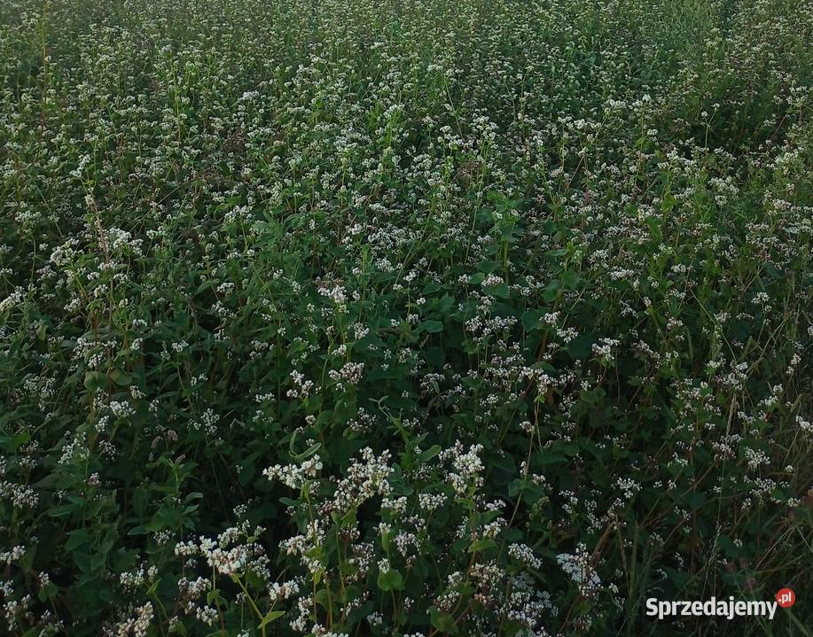 Sprzedam grykę Integrowana produkcja Pozostałe Mielec