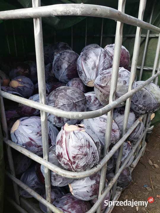 Sprzedam warzywa kapuste marchew pietruszke Charsznica