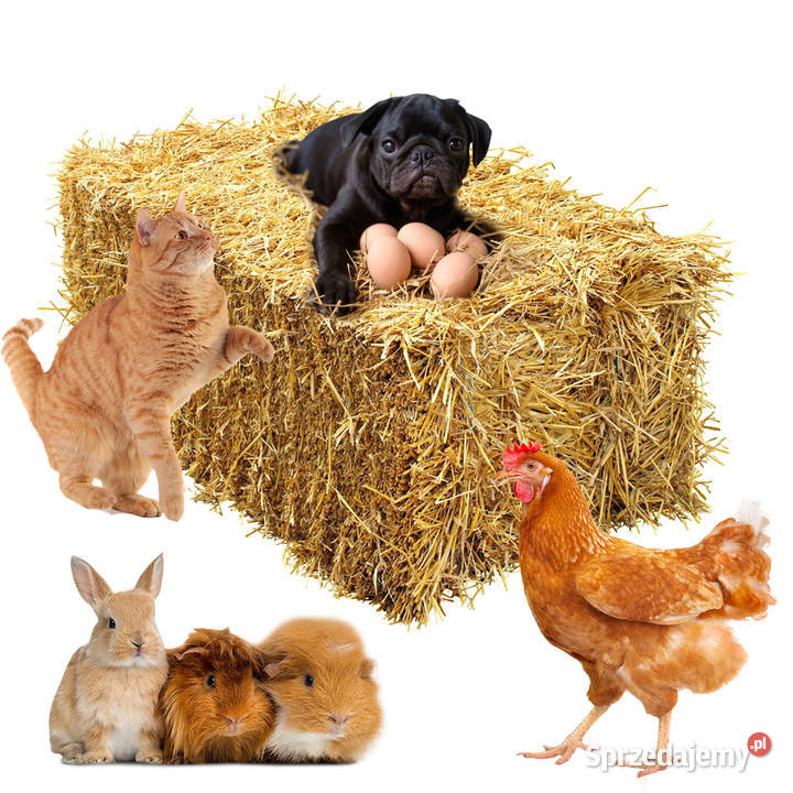 Słoma owsiana kostki kostka ekologiczna zbiór śląskie Częstochowa