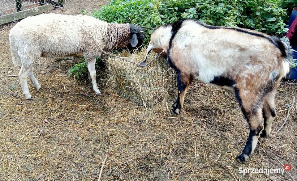 Kozioł Anglonubijski z rodowodem NOG