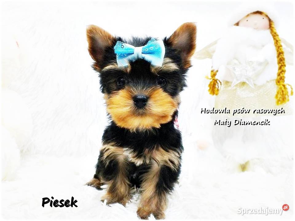 Mini XS Malutki Piesek Yorkshire Terrier Do Żary sprzedam