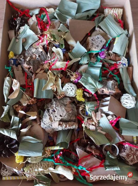 żerowisko papug Ptaki Pasłęk