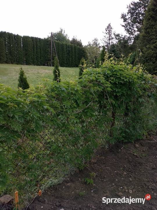 Sobiecin 38500 Jarosław działka budowlana 660 m sprzedam