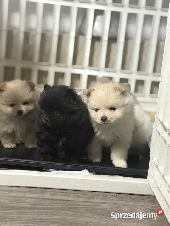 Szpic miniaturowy Pomeranian suczka Gorzów Wielkopolski sprzedam