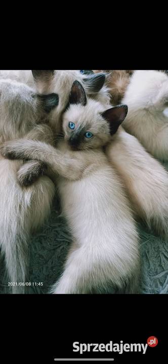 Reproduktor Syjamski Starego Gorzów Wielkopolski