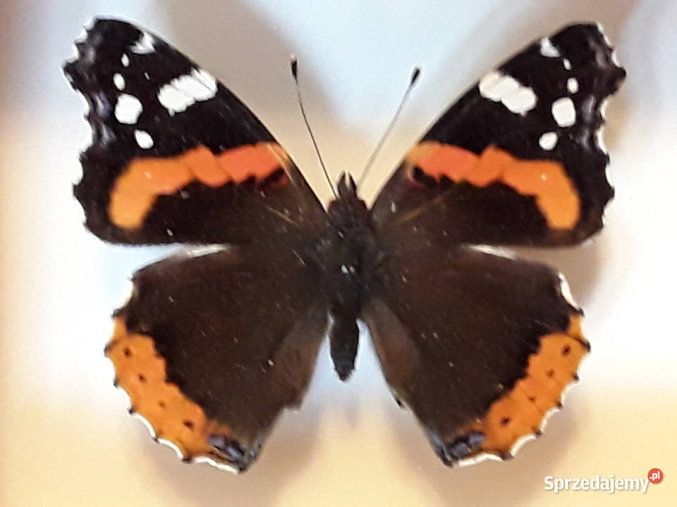 Motyl w ramce 12x10 Vanessa atalanta 55 mm Szczecin