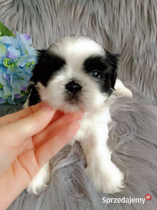 Biało czarny piesek rasy ShihTzu opolskie Namysłów