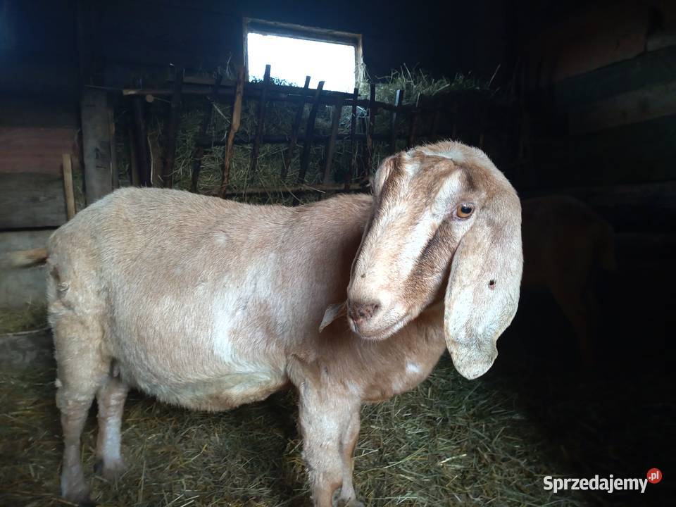 do sprzedania koza rasy Anglonubijskiej ona lubelskie