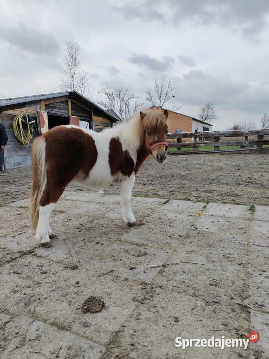 Kuc szetlandzki Rokiciny