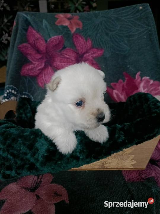 Wzorcowy West Westie Westik mega gęsty włos piękny exterrier ojciec FCI