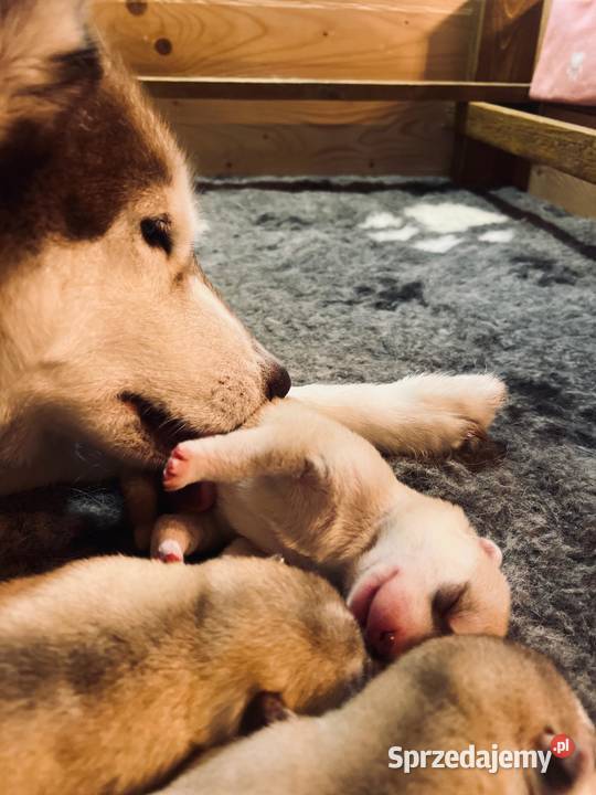 Siberian Husky Championach ZKwP FCI Husky