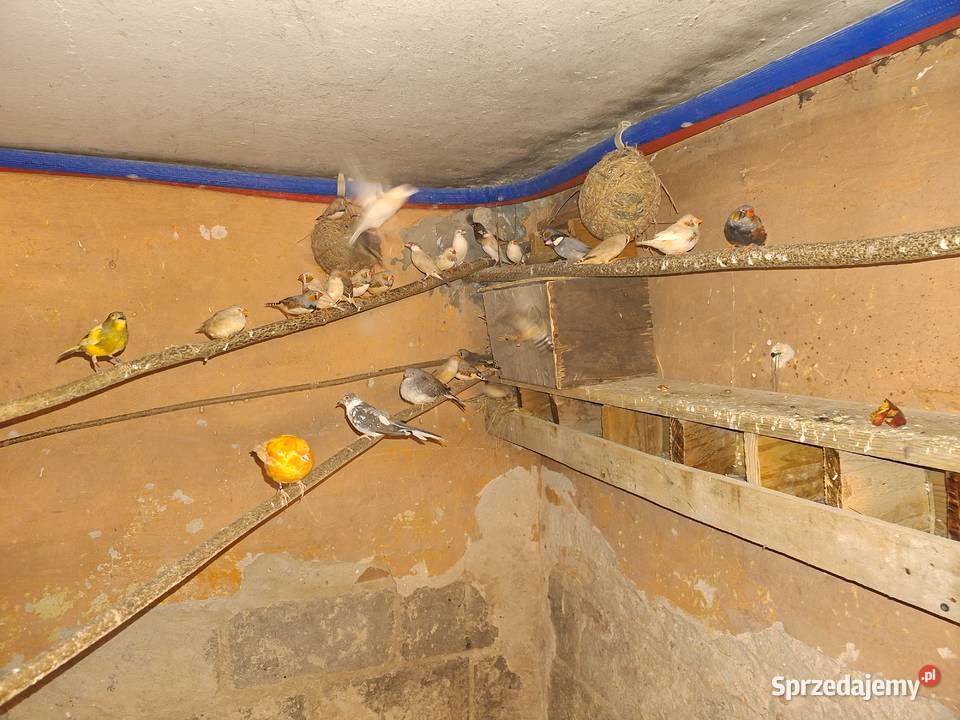 Aleksandreta żółty Horodło sprzedam