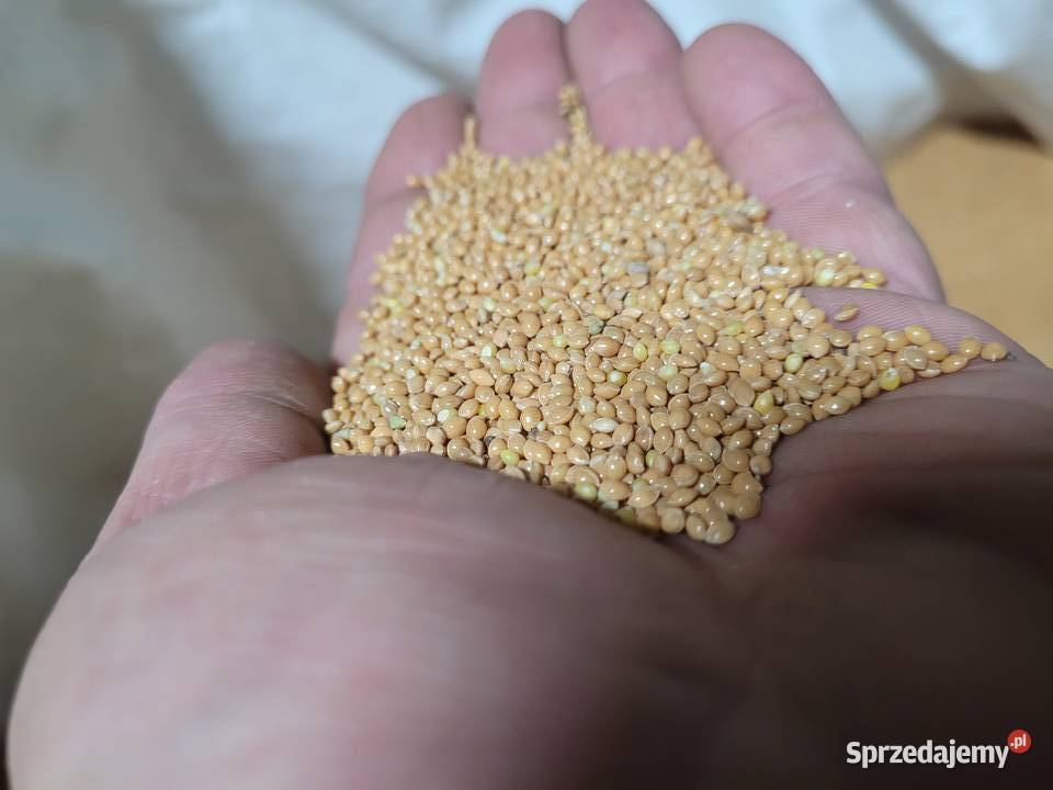 Proso Gierczyckie Potok Wielki