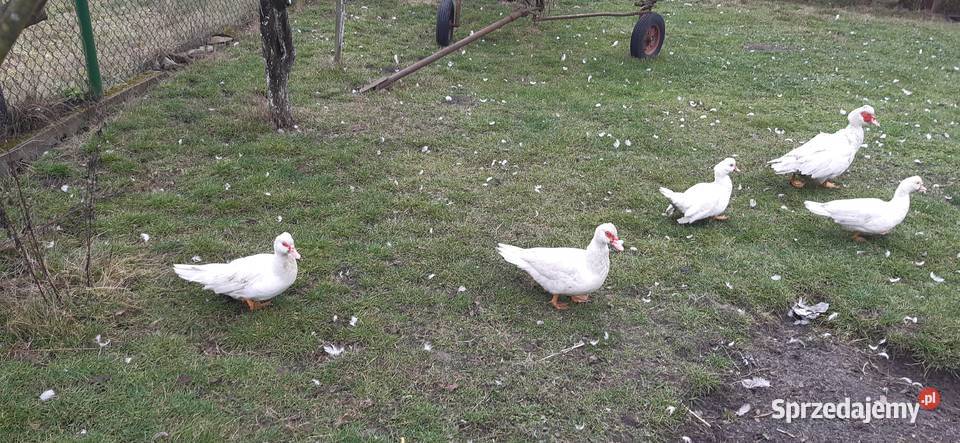 Sprzedam kaczki francuskie Tarnobrzeg