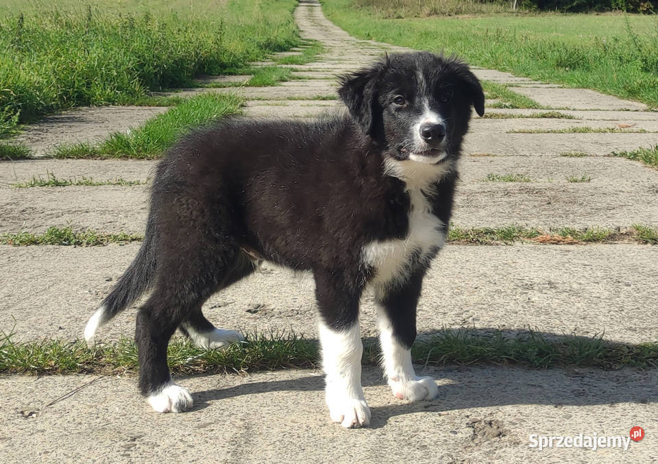 BORDER COLLIE czystej krwi z Hodowli Rasowy z