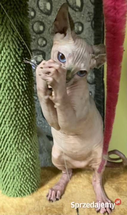 Sfinks Kanadyjski Do odbioru dziewczynka Leszno