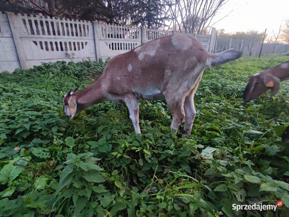 Kozy anglonubijskie Krosnowa