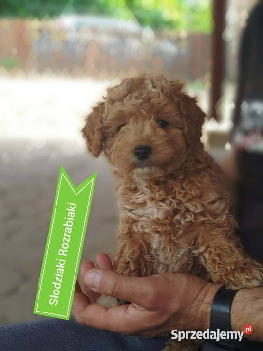 Goldendoodle F1B hybryda Pozostałe