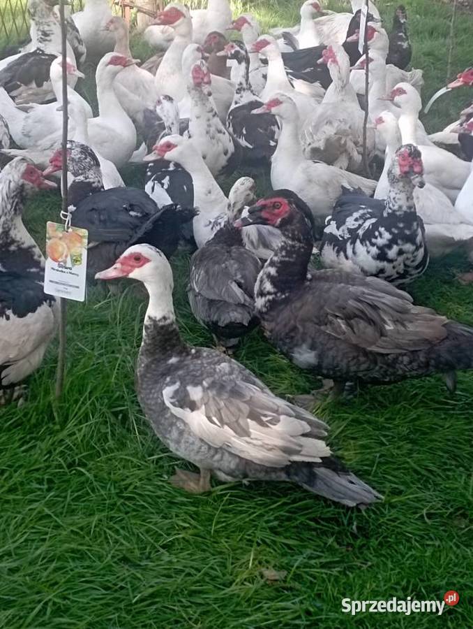Sprzedaż LIKWIDACJA KACZORÓWKACZEK Piżmowych Golasowice