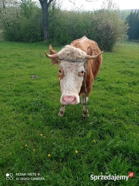 Sprzedam młodą krowę mleczną podkarpackie Rymanów