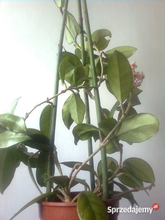 sprzedam hoja różowa Lublin