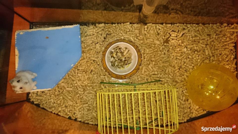 Chomik z akcesoriami i akwarium Warszawa