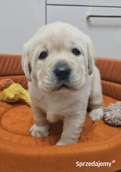 Labrador retriever Zkwp FCI