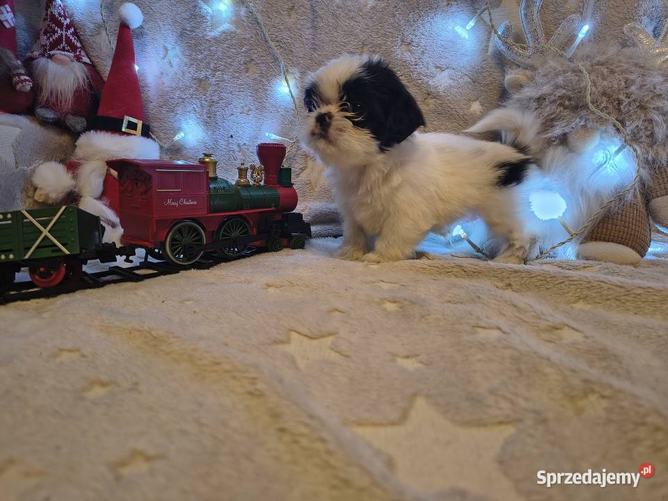 Pikne szczenięta shih małopolskie Nowa Jastrząbka sprzedam