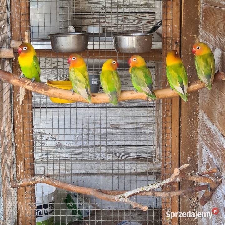 Nimfy faliste nierozlaczki wielkopolskie