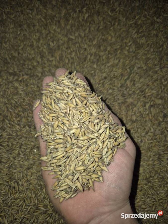 Owies rambo 2025 Międzyrzecze Górne