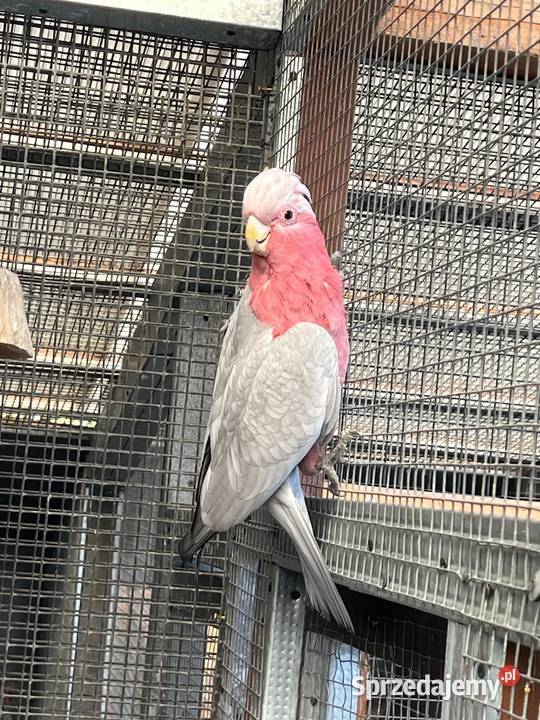 Samiec Kakadu rozowe Rogów
