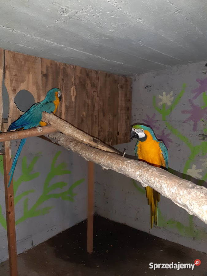 Sprzedam papugi ary Kraków