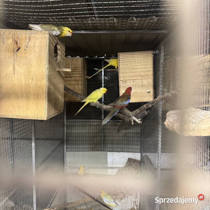 Sprzedam papugi Pawłowice