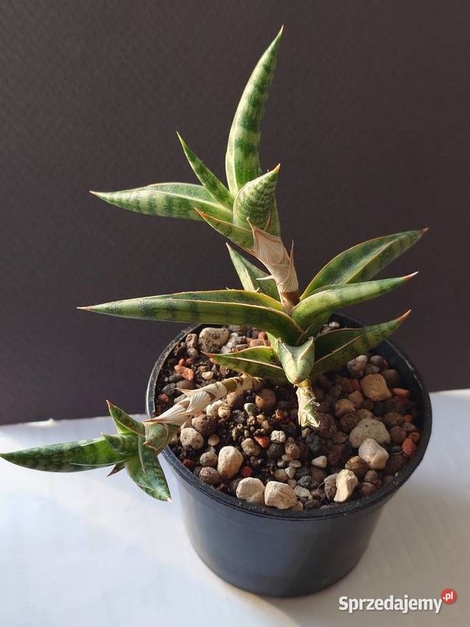 Sansevieria ballyi Minnie roślina kolekcjonerska mazowieckie Warszawa