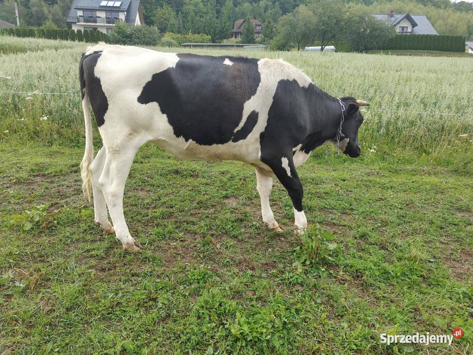 Jałówka Mleczna HF Bydło Łęki