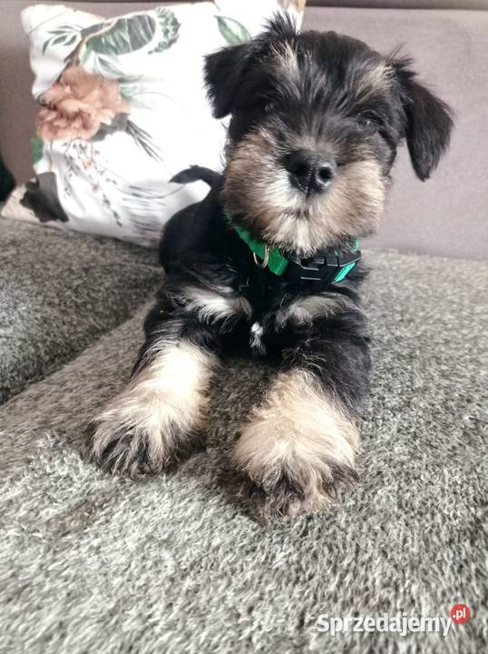 Sznaucer miniatura miniaturka Sznaucer Gręboszów