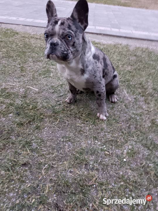 Buldoga francuskiego sprzedam suczkę