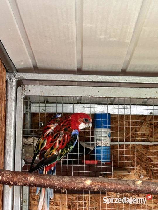 Rozella dorosła samica2022 Ptaki Brzeziny