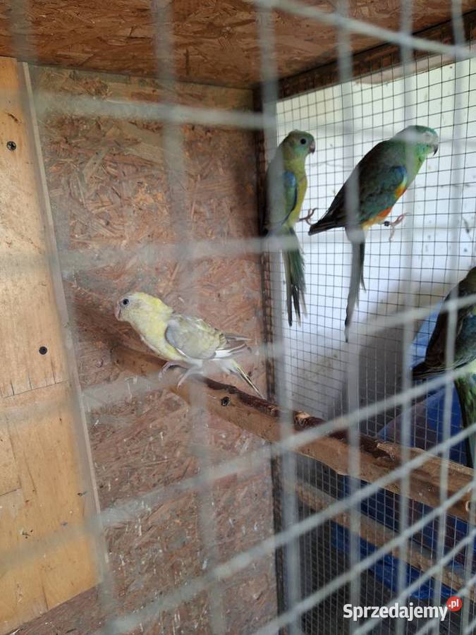 Piękne papuzki faliste i tęczowe Rybnik